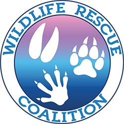 Wildlife Rescue Coalition of NE Florida