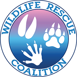 Wildlife Rescue Coalition of NE Florida