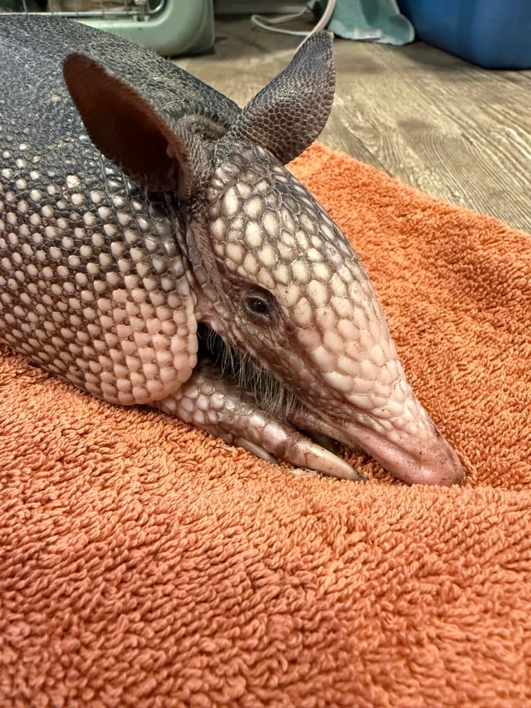 Armadillos wildlife service