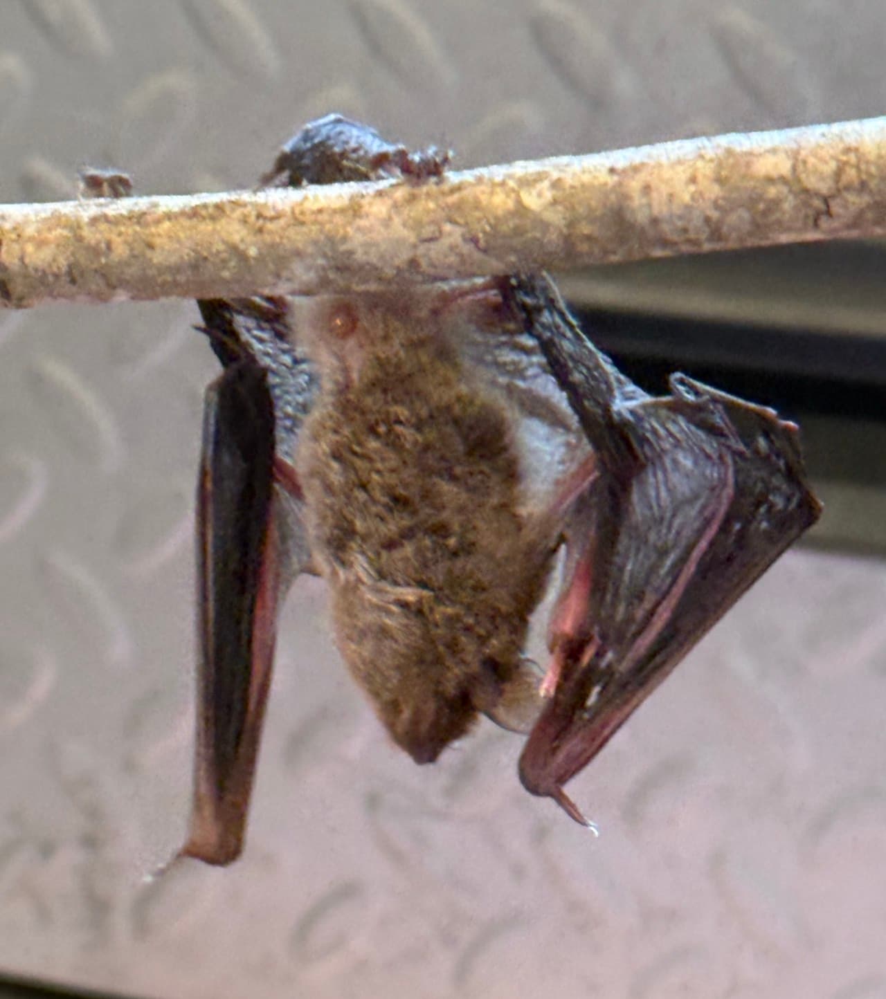 Bats wildlife service