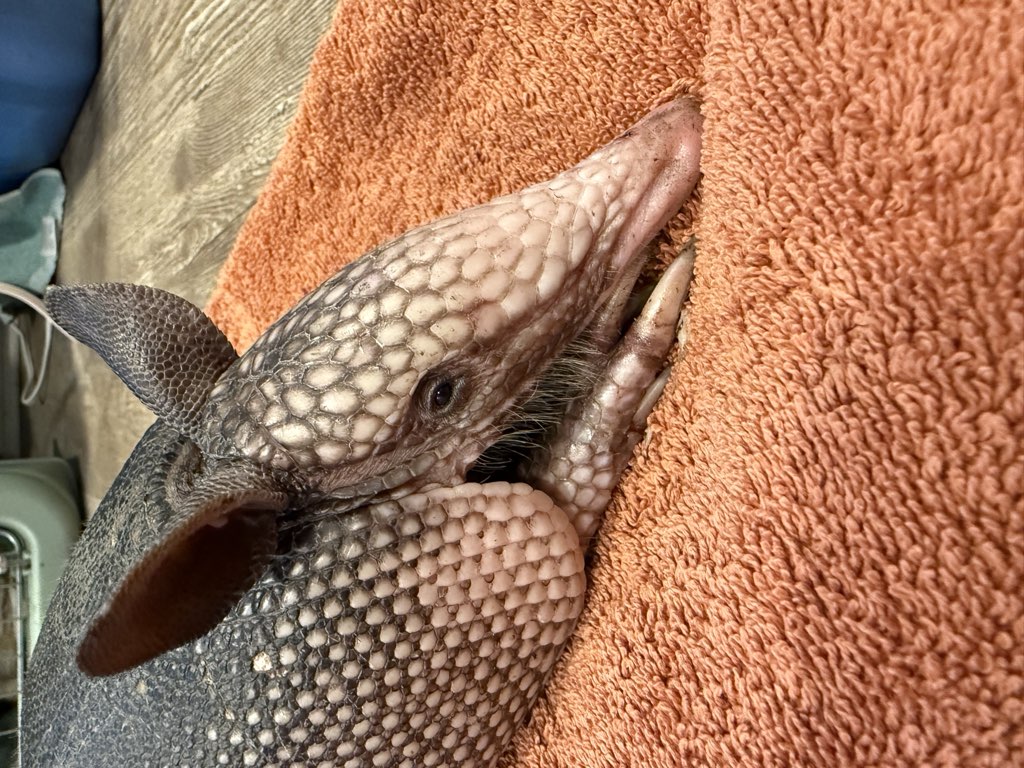 The Backyard Burrower