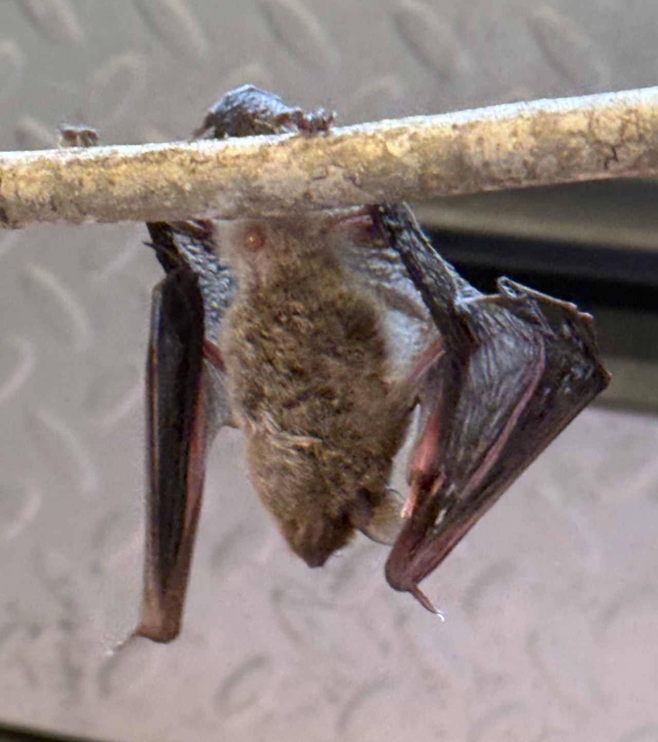 Midnight Colony in the Attic