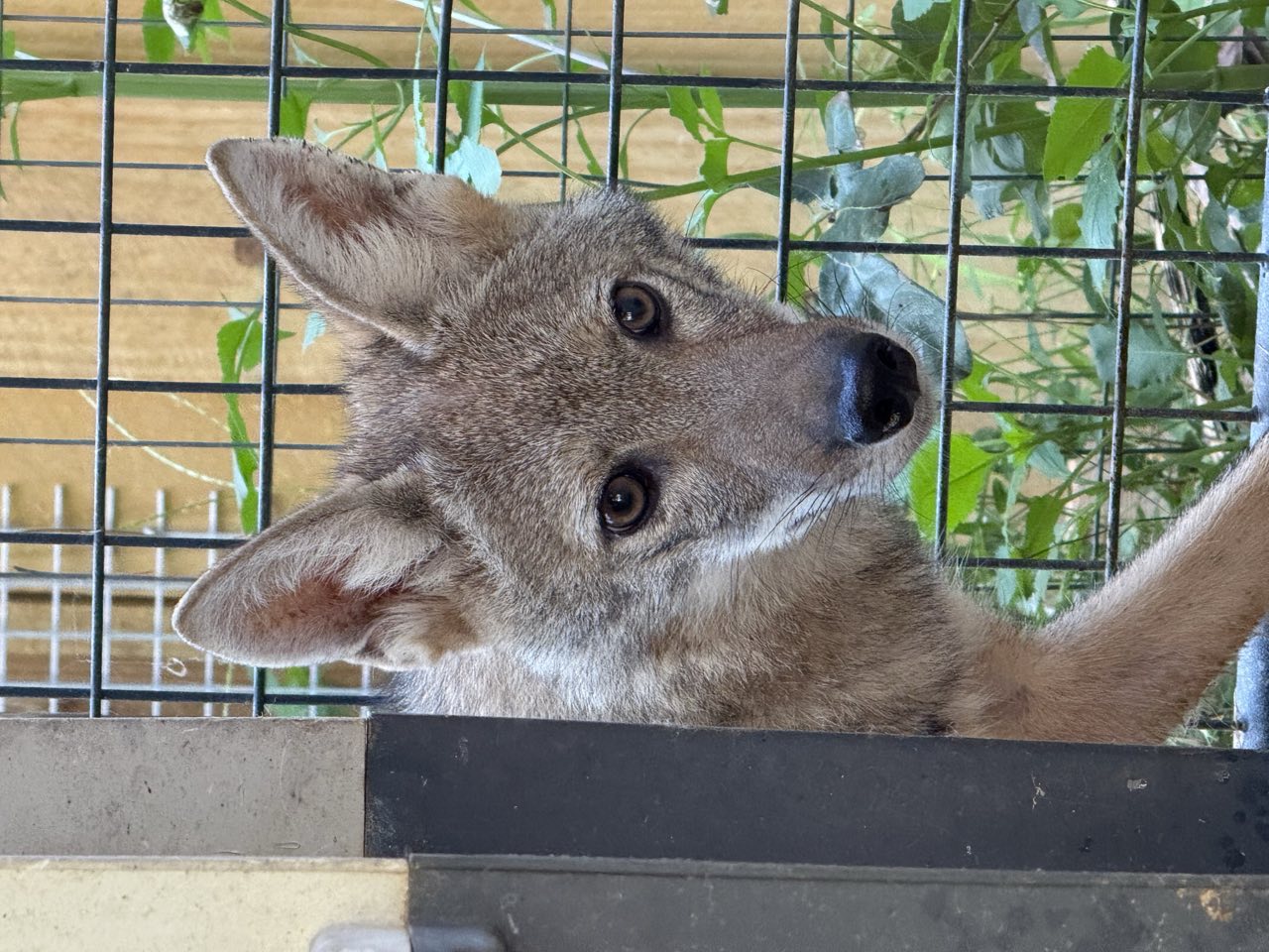 Coyote on the Cul-de-Sac