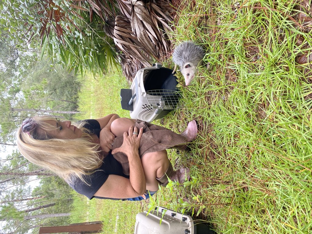 Wildlife in natural habitat
